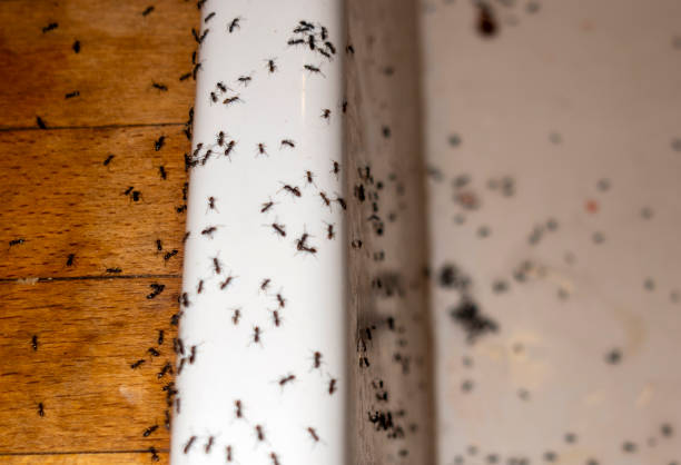 Best Pest Prevention Services  in Thornport, OH