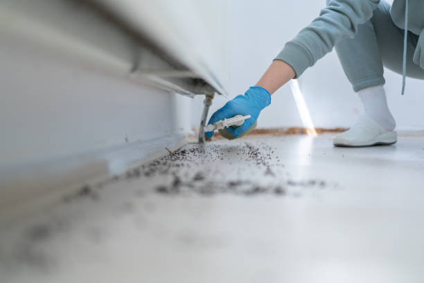 Best Flea Control Services  in Thornport, OH